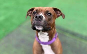 Rescue Pit Bull Terrier and Mixed Breed Dogs for Adoption in Shohola, Pennsylvania - Freya | PetCurious