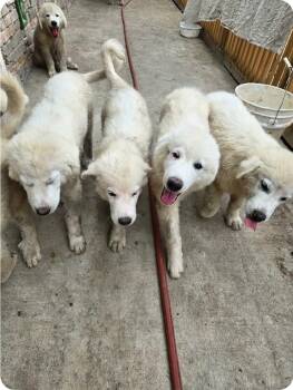 Great Pyrenees puppies -  Great Pyrenees Dog for Adoption in Paramus, New Jersey - Great Pyrenees Puppies | PetCurious
