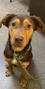 Flash -  Mixed Breed Dog for Adoption in Ocala, Florida - Flash | PetCurious