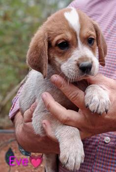 Rescue Mixed Breed Dogs for Adoption in Taycheedah, Wisconsin - Eve | PetCurious