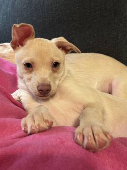 Chihuahua Dogs Available for Adoption - BENITO | PetCurious