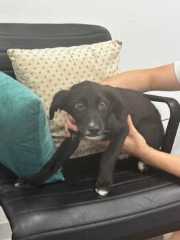 Itchie -  Labrador Retriever Dog for Adoption in Cambridge, Maryland - Itchie | PetCurious