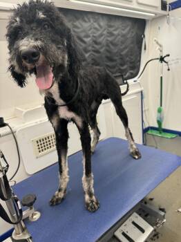 Georgie -  Standard Poodle Dog for Adoption in Oxford, Michigan - Georgie | PetCurious
