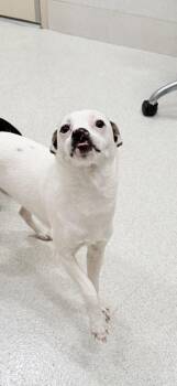 Ziggy Stardust -  Rat Terrier and Mixed Breed Dog for Adoption in Honolulu, Hawaii - Ziggy Stardust | PetCurious