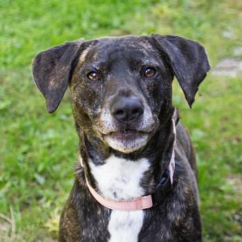 Mango -  Pit Bull Terrier and Retriever Dog for Adoption in Middletown, Rhode Island - Mango | PetCurious