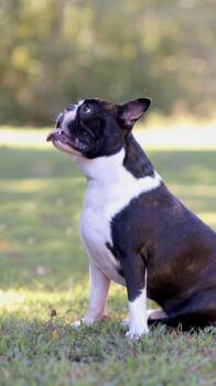 Hank -  Boston Terrier Dog for Adoption in Collierville, Tennessee - Hank | PetCurious