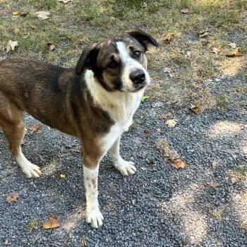Zoe -  Australian Shepherd and Labrador Retriever Dog for Adoption in York, South Carolina - Zoe | PetCurious