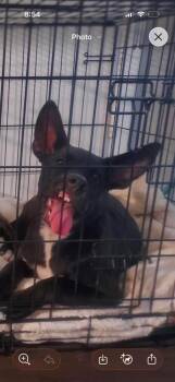 Rupert -  Shepherd Dog for Adoption in Aurora, Colorado - Rupert | PetCurious