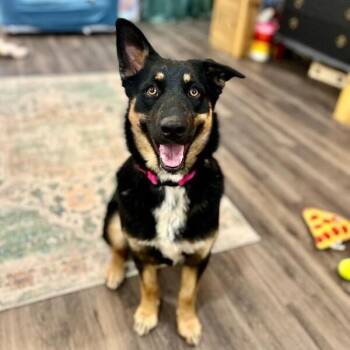 German Shepherd Dog and Australian Shepherd Dogs Available for Adoption in Friendswood, Texas - Tia Mia The Definition Of A Sweetheart | PetCurious