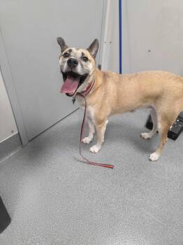 Bull Terrier Dogs Available for Adoption - Donnie | PetCurious