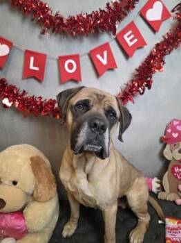 Mastiff and Mixed Breed Dogs Available for Adoption - Preston | PetCurious