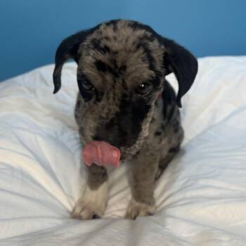 Catahoula Leopard Dog and Terrier Dogs Available for Adoption in San Antonio, Texas - Athena | PetCurious