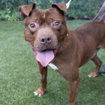 Rescue Mixed Breed Dogs for Adoption in Asheville, North Carolina - Strudel | PetCurious