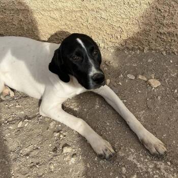 Pointer Dogs Available for Adoption - Available For Adoption - Mercedes (NC, USA) | PetCurious