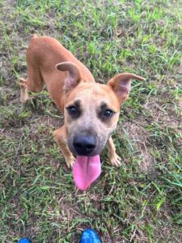 Simon -  Mixed Breed Dog for Adoption in Scott, Louisiana - Simon | PetCurious