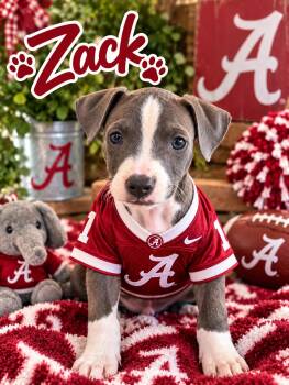 Zack -  Pit Bull Terrier Dog for Adoption in Greensboro, Alabama - Zack | PetCurious
