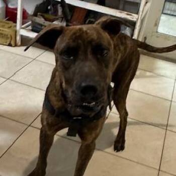 Nylah -  Plott Hound Dog for Adoption in Washington, Pennsylvania - Nylah | PetCurious