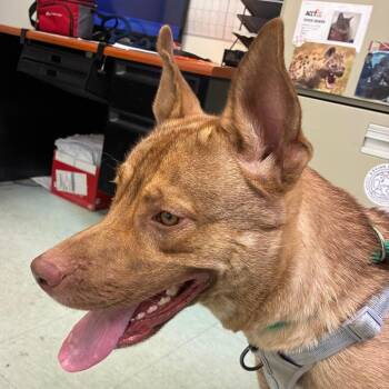 Cinnamon Girl -  Mixed Breed Dog for Adoption in Philadelphia, Pennsylvania - Cinnamon Girl | PetCurious