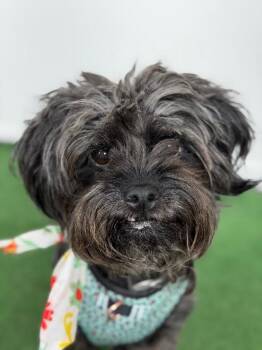 Shih Tzu and Brussels Griffon Dogs Available for Adoption in Carlsbad, California - Moon Pie | PetCurious