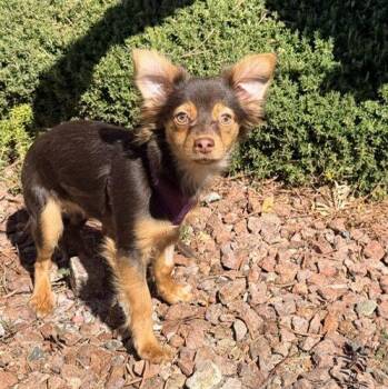 Romeo -  Chihuahua and Dachshund Dog for Adoption in Henderson, Nevada - Romeo | PetCurious