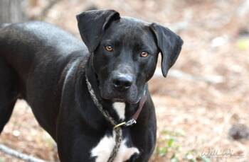 Black Labrador Retriever Dogs Available for Adoption - Kratos #22152 | PetCurious