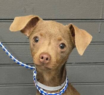 Coy -  Chihuahua Dog for Adoption in Newport, Tennessee - Coy | PetCurious