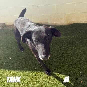 Rescue Mixed Breed Dogs for Adoption in Loxahatchee Groves, Florida - Tank 4956 | PetCurious