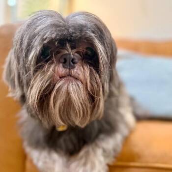 Shih Tzu and Yorkshire Terrier Dogs Available for Adoption in Friendswood, Texas - Diggie Doodlebug Hoverfluff | PetCurious