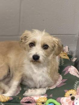 Brandy -  Jack Russell Terrier Dog for Adoption in Sacramento, California - Brandy | PetCurious
