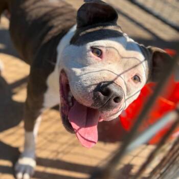 Holly -  Pit Bull Terrier Dog for Adoption in Lake Jackson, Texas - Holly | PetCurious