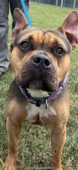 Rescue French Bulldog Dogs for Adoption in Shelbyville, Kentucky - Pumpkin | PetCurious