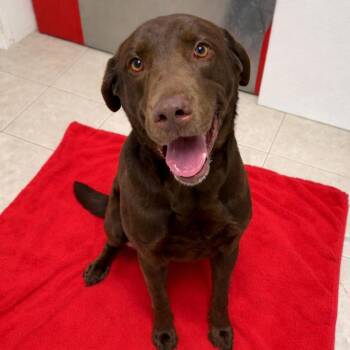 Chocolate Labrador Retriever Dogs Available for Adoption - Bruno | PetCurious