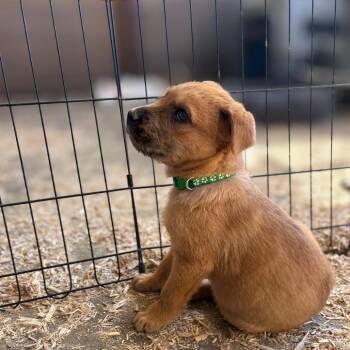 Mixed Breed Dogs Available for Adoption - Olive | PetCurious