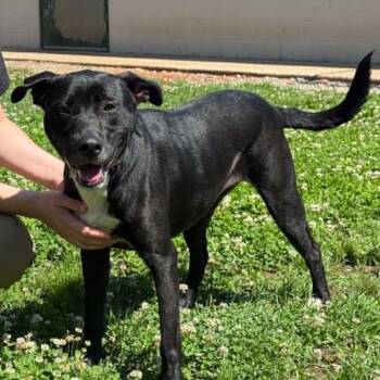 Ruby 9131 -  Black Labrador Retriever and Mixed Breed Dog for Adoption in Hamilton, Georgia - Ruby 9131 | PetCurious