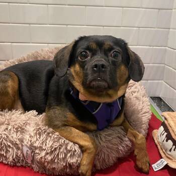 Pookie -  Pug and Mixed Breed Dog for Adoption in Westhampton, New York - Pookie | PetCurious