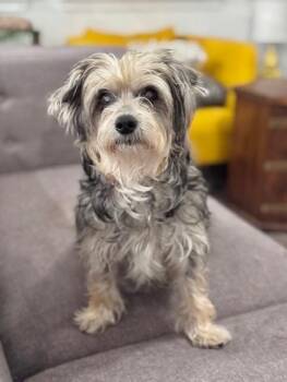 Yorkshire Terrier Dogs Available for Adoption in Pflugerville, Texas - Baby | PetCurious