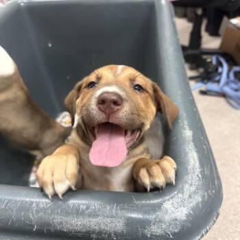 Mixed Breed Dogs Available for Adoption - Willow | PetCurious