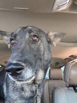 Blosser -  German Shepherd Dog and Mixed Breed Dog for Adoption in Pahrump, Nevada - Blosser | PetCurious