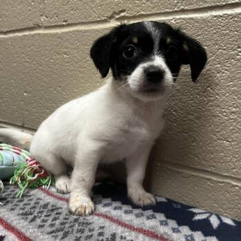 Pharaoh -  Beagle and Mixed Breed Dog for Adoption in Jacksboro, Tennessee - Pharaoh | PetCurious