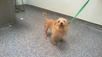MACK -  Poodle and Mixed Breed Dog for Adoption in Charlotte, North Carolina - MACK | PetCurious