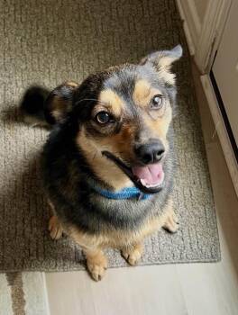 Shiba Inu Dogs Available for Adoption in Lee