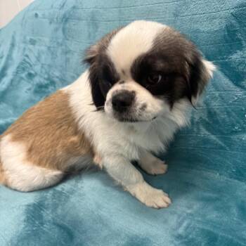Tom -  Pekingese Dog for Adoption in Houston, Texas - Tom | PetCurious