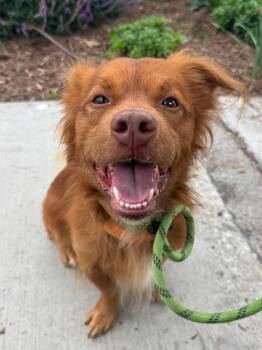 Rescue Nova Scotia Duck Tolling Retriever Dogs for Adoption in Newport Beach, California - Clifford | PetCurious