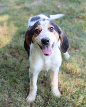 Rescue Hound Dogs for Adoption in Lancaster, Ohio - Corrado | PetCurious