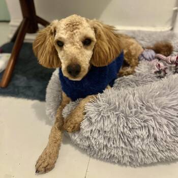 Miniature Poodle Dogs Available for Adoption - Eighties | PetCurious
