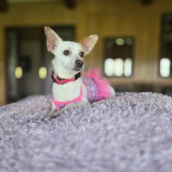 Mamacita -  Chihuahua Dog for Adoption in Boerne, Texas - Mamacita | PetCurious