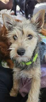 Terrier Dogs Available for Adoption - Jack | PetCurious