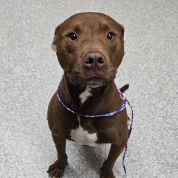 Kenobi -  American Staffordshire Terrier Dog for Adoption in Grand Rapids, Michigan - Kenobi | PetCurious