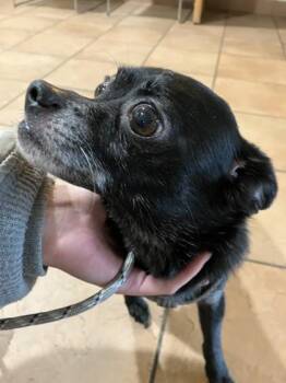 Chihuahua and Mixed Breed Dogs Available for Adoption - Storm | PetCurious