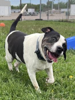 Mixed Breed Dogs Available for Adoption in Davenport, Iowa - Hay | PetCurious
